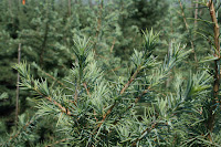 Deodar Cedar, Himalayan Cedar Sterling Frost