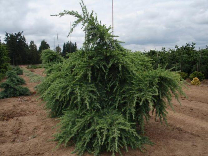 Lebanon Cedar, Cedar of Lebanon Blue Angel