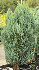Lawson False Cypress, Port Orford Cedar 'Amaize n' Blue'