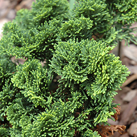 Hinoki False Cypress Nana Contorta