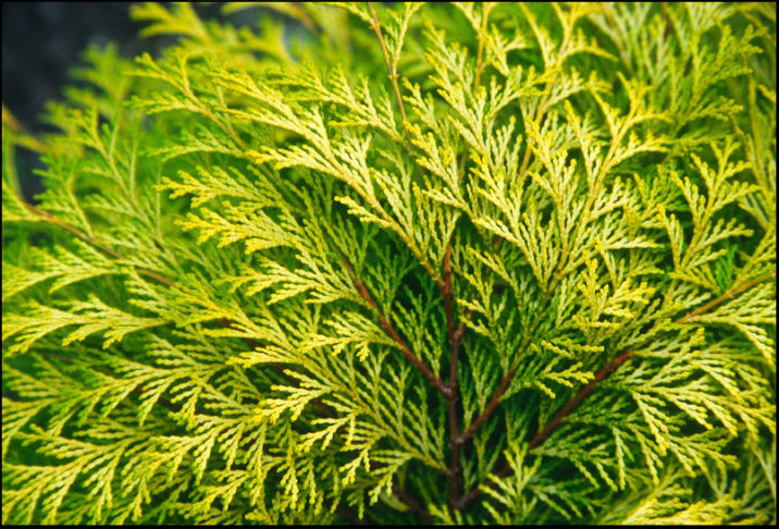 Hinoki False Cypress Keraldo