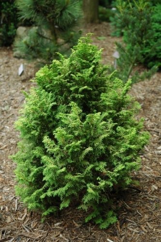 Hinoki False Cypress Melody
