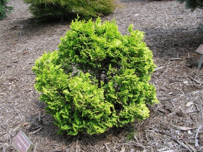 Hinoki False Cypress Sunspray