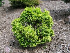 Hinoki False Cypress 'Sunspray'