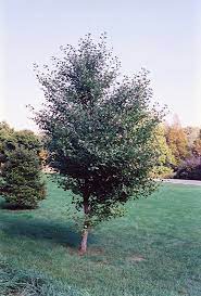 Ginkgo, Maidenhair Tree Akebono