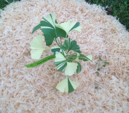 Ginkgo, Maidenhair Tree White Lightning