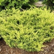 Creeping Juniper, Trailing Juniper, Creeping Cedar Hegedus