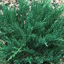 Chinese Juniper Viridis