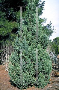 Chinese Juniper Wintergreen
