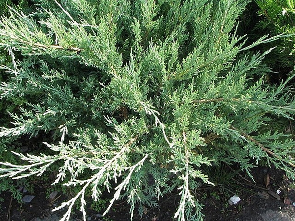 Chinese Juniper Glauca