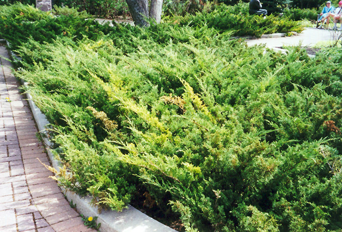 Savin Juniper Arcadia