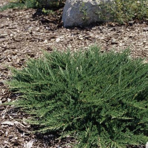 Savin Juniper Mini Arcadia