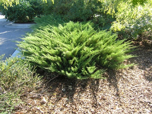 Savin Juniper Scandia