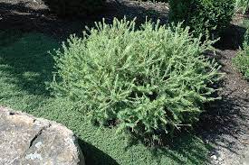 Weeping Larch Prag