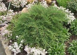 Siberian Carpet Cypress, Russian Carpet Cypress Celtic Pride