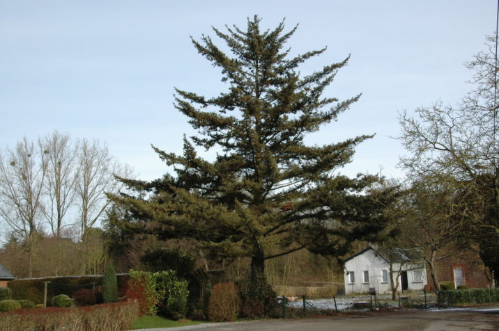 Alcocks Spruce