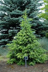 Serbian Spruce Aurea