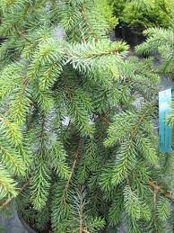 Serbian Spruce Blue Sky
