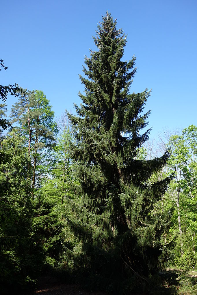 Serbian Spruce Expansa