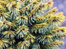 Serbian Spruce Peve Tijn