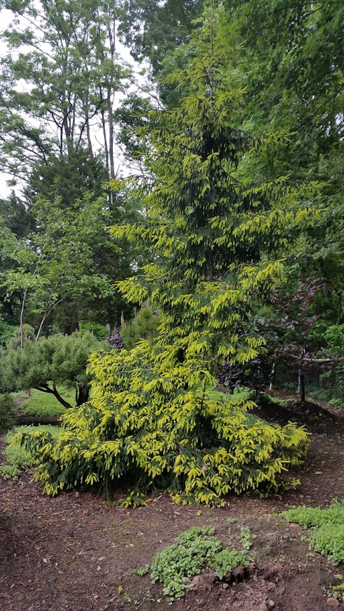 Caucasian Spruce, Oriental Spruce Aurea Spicata