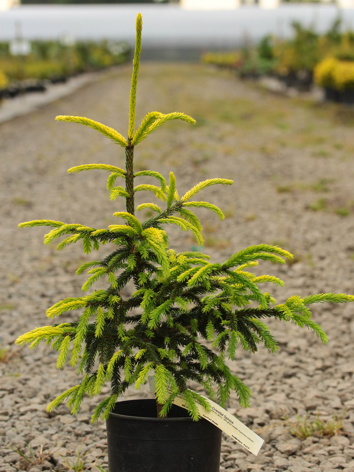 Oriental Spruce Daureas