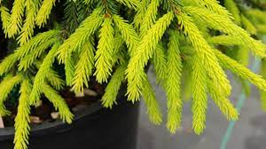 Oriental Spruce Lemon Spreader