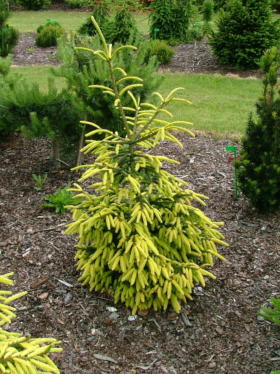 Oriental Spruce Early Gold