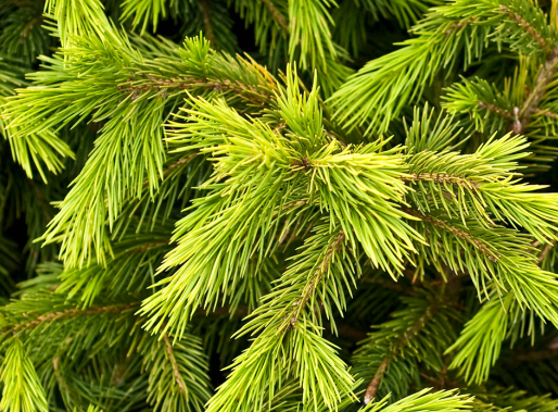 Schrenk Spruce Nana