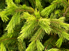 Schrenk Spruce 'Nana'