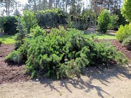 Jack Pine Bushs Twister