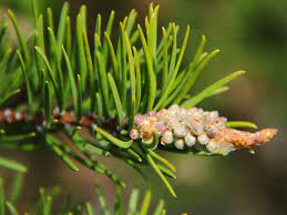 Jack Pine Pendula