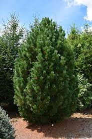 Swiss Stone Pine Glauca