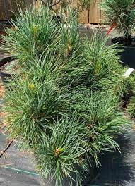 Swiss Stone Pine, Arolla Pine Twister