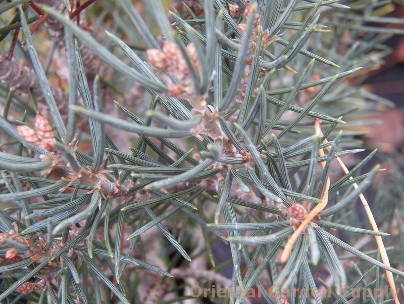 Pinyon Pine Stanleys Pyramid