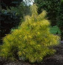 Japanese Red Pine Cesarinis Variegated