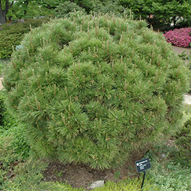 Japanese Red Pine Globosa