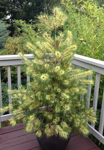 Japanese Red Pine Sunburst