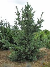 Limber Pine Cesarini Blue