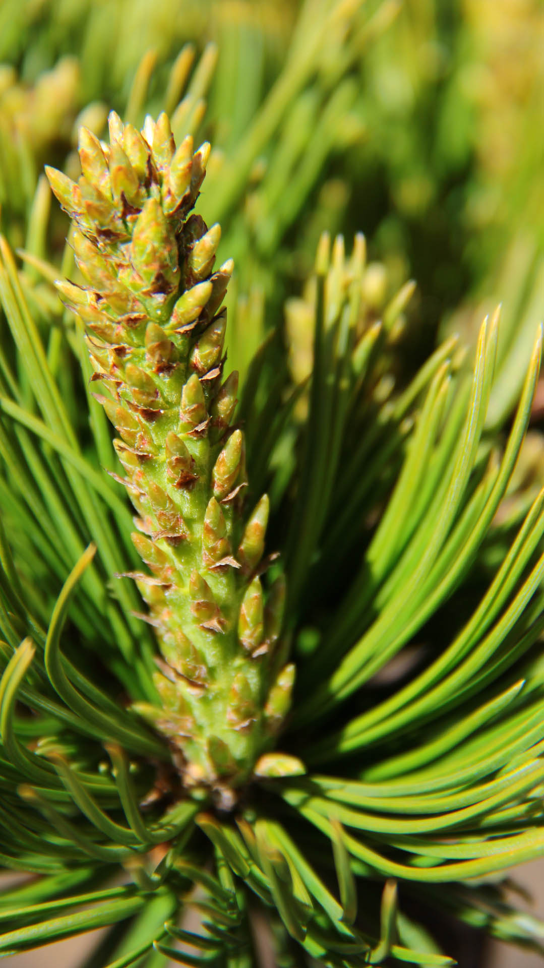 Limber Pine Comanche