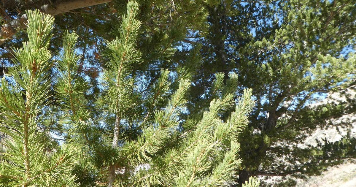 Limber Pine DuFunny