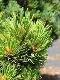 Limber Pine Kinzie Rose