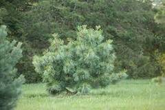 Korean Pine 'Tabuliformis'