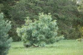 Korean Pine Tabuliformis