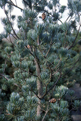 Kwangtung Pine, Guangdong Pine