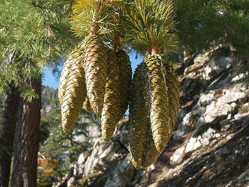Pinus Species, Sugar Pine