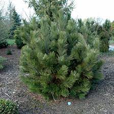 Bosnian Pine Aureospicata