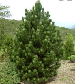 Bosnian Pine Satellit