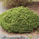 Mugo Pine, Mugho Pine, Swiss Mountain Pine, Mountain Pine 'Teeny'