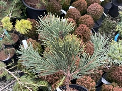 Mugo Pine, Mugho Pine, Swiss Mountain Pine, Mountain Pine 'Yellow Point'